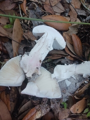 Amanita mutabilis image