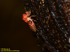 Huechys sanguinea