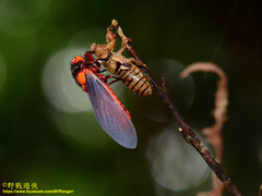 Huechys sanguinea