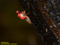 Huechys sanguinea