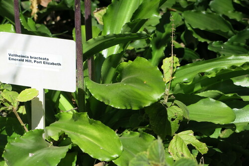 Image of Veltheimia bracteata by no rights reserved