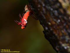 Huechys sanguinea