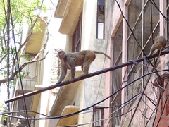 Macaca mulatta