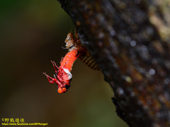Huechys sanguinea