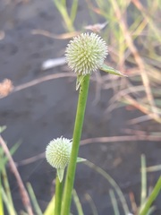 Cyperus tibialis