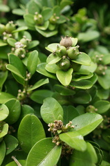 Buxus liukiuensis