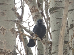 Corvus monedula