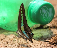 Graphium teredon