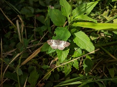 Polyctor polyctor