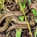 Short-headed Garter Snake - Photo (c) Travis Suckow, some rights reserved (CC BY-NC), uploaded by Travis Suckow