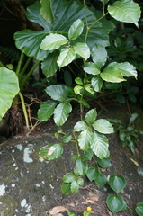 Tetrastigma lanyuense