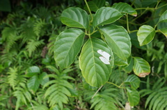 Tetrastigma lanyuense