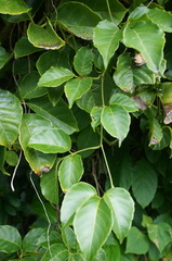 Tetrastigma lanyuense