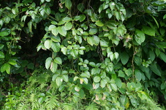 Tetrastigma lanyuense