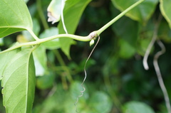 Tetrastigma lanyuense