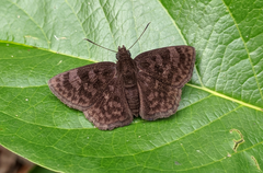 Viola violella