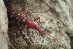 Baryrhynchus poweri