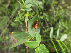 Acacesia
