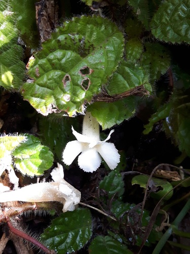 Nautilocalyx antioquensis