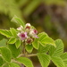 Ceylon Raspberry - Photo (c) Anneke Jonker, some rights reserved (CC BY-NC), uploaded by Anneke Jonker
