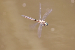 Procordulia smithii
