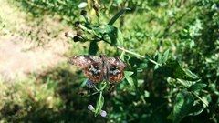 Chiomara asychis