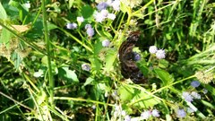 Ebrietas anacreon anacreon