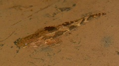 Oxyeleotris marmorata