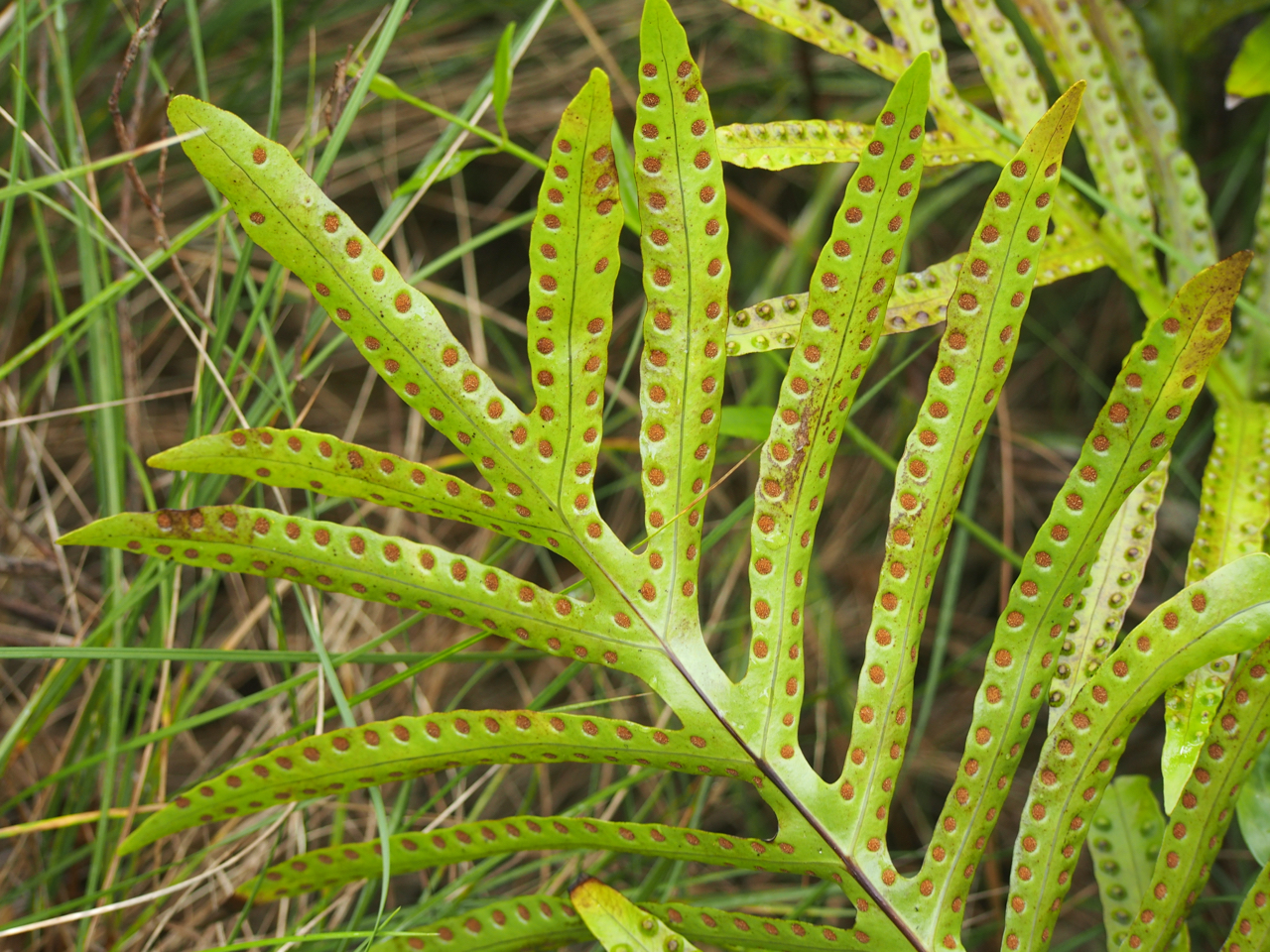 Microsoroideae