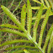 Hound's Tongue Fern - Photo (c) Wendy Feltham, some rights reserved (CC BY-NC), uploaded by Wendy Feltham