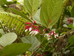 Thibaudia martiniana