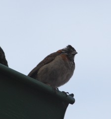 Zonotrichia capensis