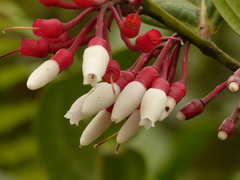 Thibaudia martiniana