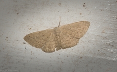Idaea eretmopus