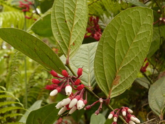 Thibaudia martiniana