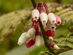 Thibaudia martiniana