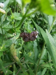 Helias phalaenoides