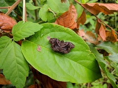 Helias phalaenoides