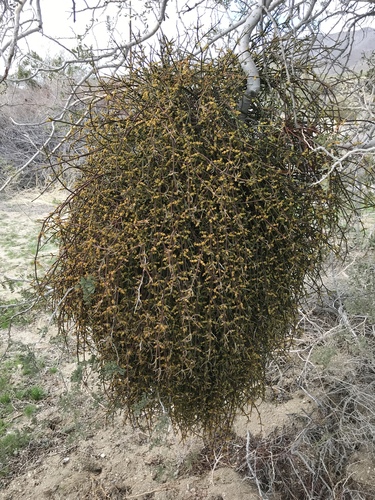 Mesquite Mistletoe