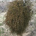 Phoradendron californicum - Photo (c) birgitknorr, μερικά δικαιώματα διατηρούνται (CC BY-NC), uploaded by birgitknorr