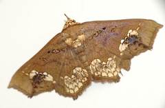 Lopharthrum comprimens