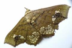 Lopharthrum comprimens