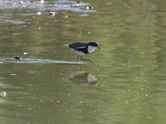 Erythrogonys cinctus