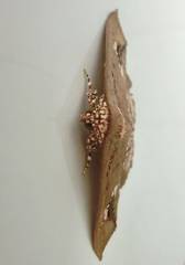 Lopharthrum comprimens