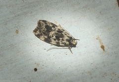 Barea eucapnodes