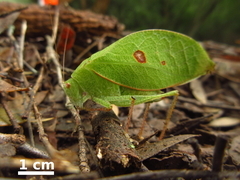 Phylloptera