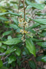 Elaeagnus formosana