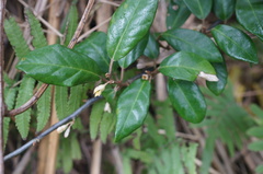 Elaeagnus formosana