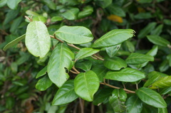 Elaeagnus formosana