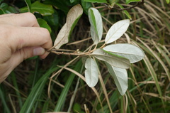 Elaeagnus formosana